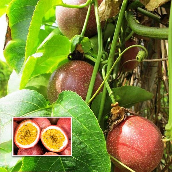 Non-GMO dark red passion fruit seeds for tropical garden planting