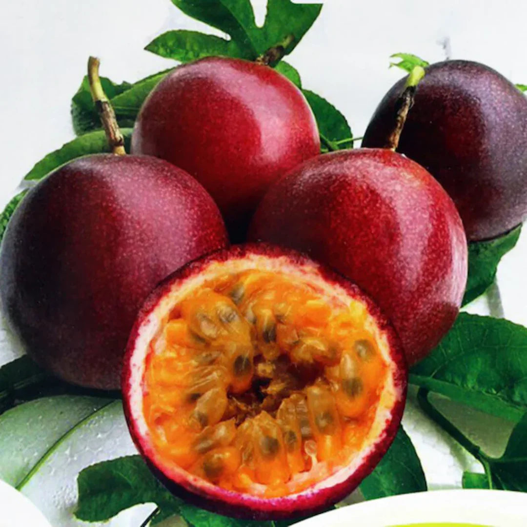 Non-GMO dark red passion fruit seeds for tropical garden planting