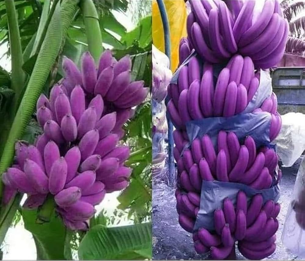 Non-GMO dark violet banana seeds for tropical gardens