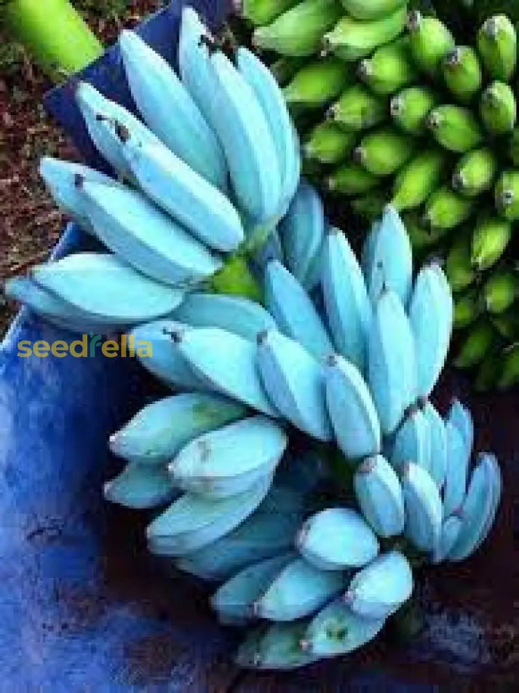 Non-GMO dark violet banana seeds for tropical garden cultivation