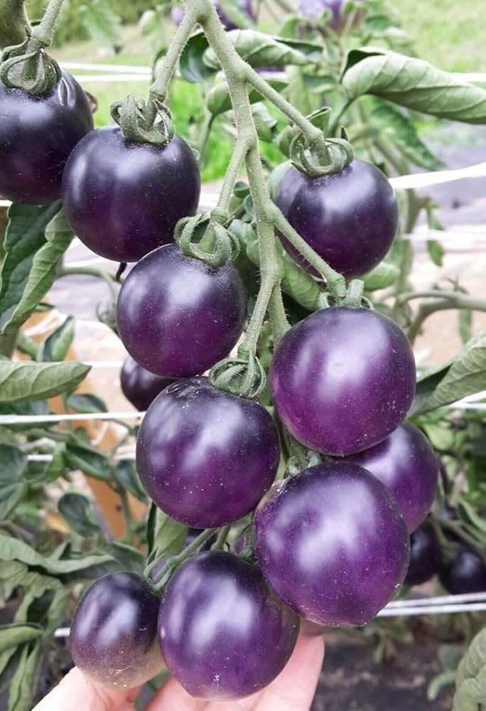 Non GMO dark violet tomato seeds