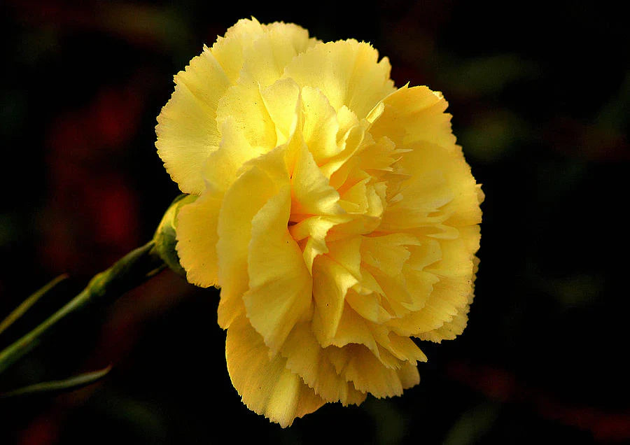 Non-GMO Dark Yellow Carnation Seeds for Home Gardening