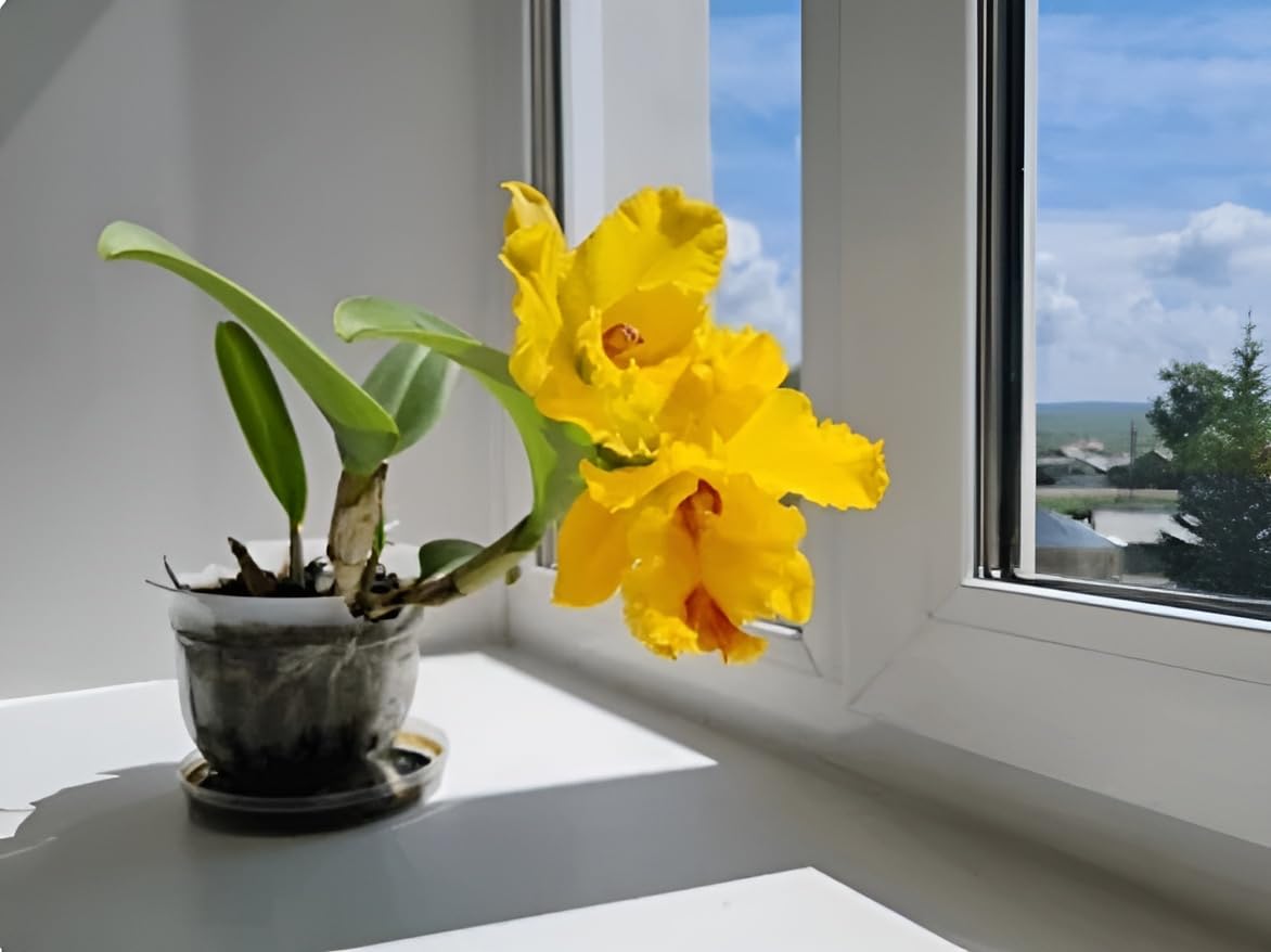 Non-GMO Dark Yellow Orchid Seeds for Gardening