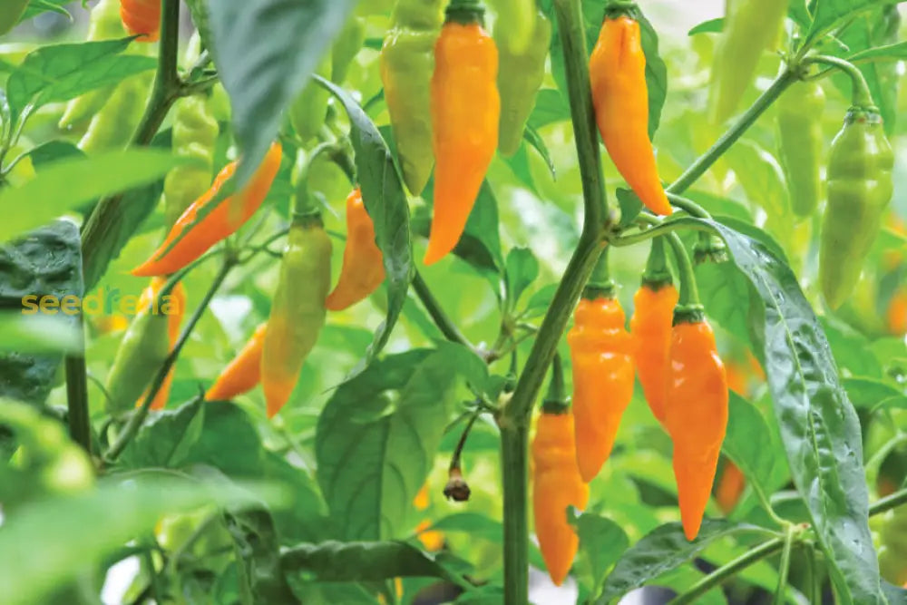 Non GMO Datil pepper variety