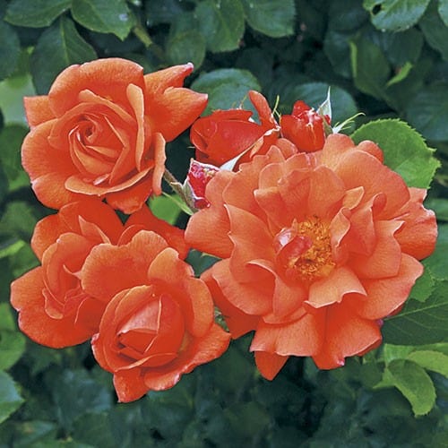 Non-GMO Deep Orange Climbing Rose Seeds for Gardening