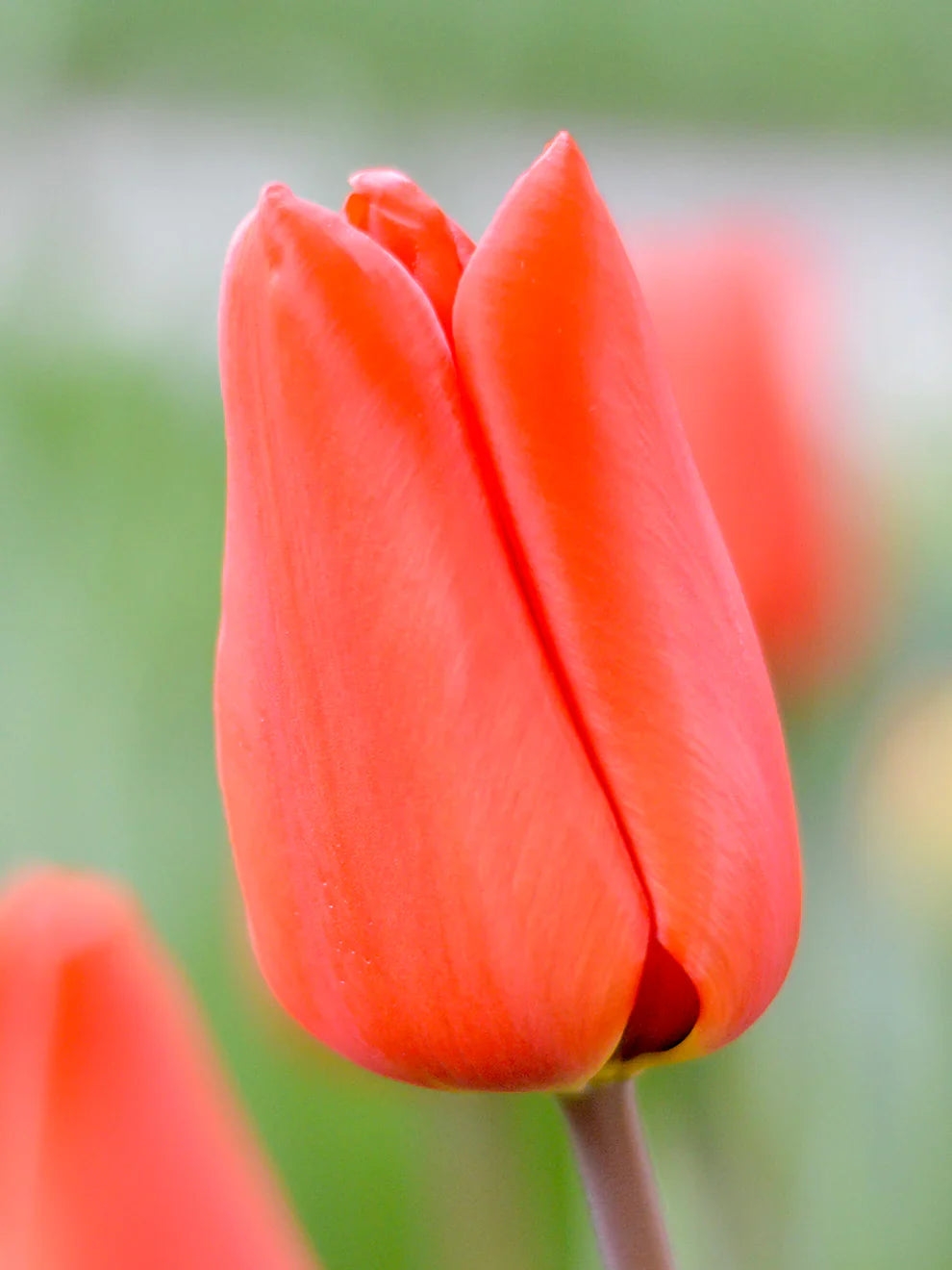 Non-GMO Deep Orange Tulip Seeds for Gardening