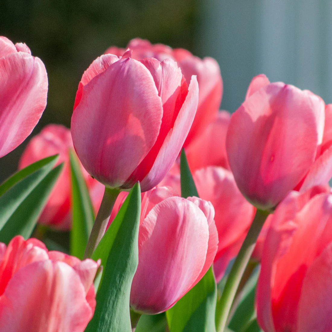 Non-GMO Deep Pink Tulip Seeds for Gardening