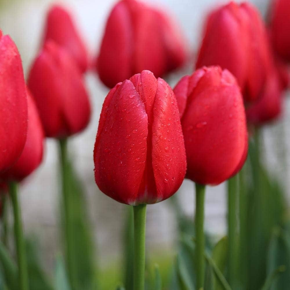 Non-GMO Deep Red Tulip Seeds for Gardening