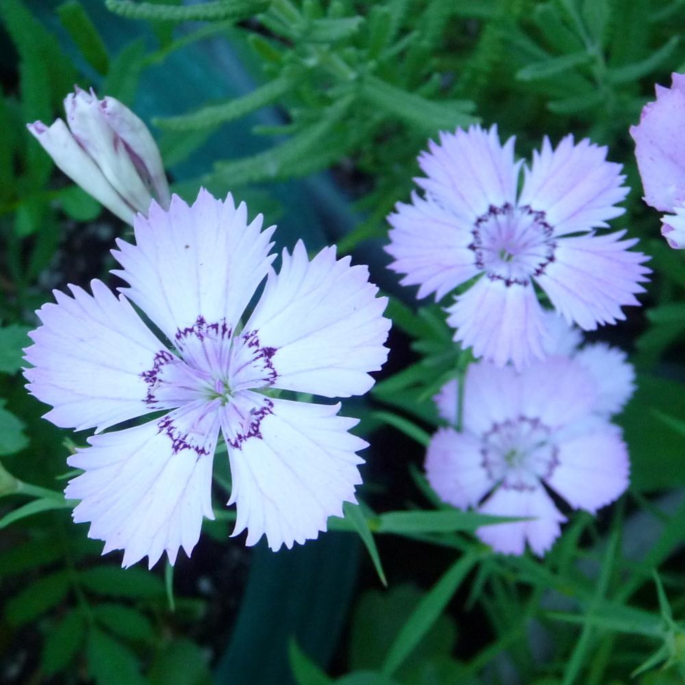 Non-GMO Dianthus Seeds for Home Gardening