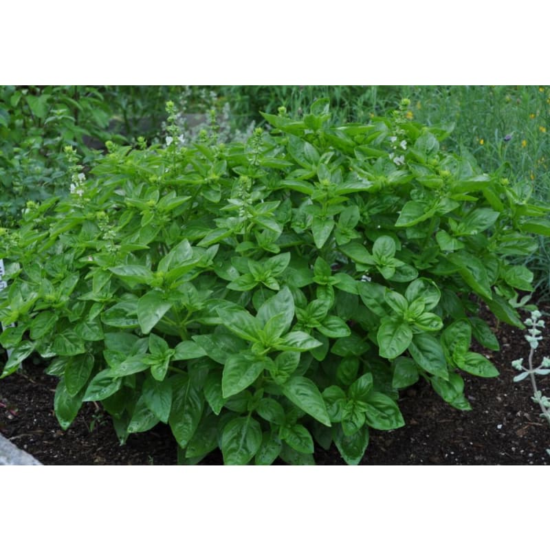 Non-GMO Dolce Fresca Basil seeds for ornamental herb gardens