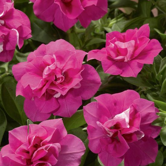 Non-GMO Double Petunia Seeds for Garden Planting