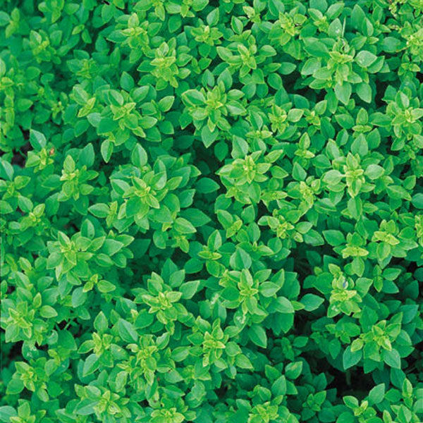 Non-GMO Dwarf Greek Basil seeds for ornamental gardens