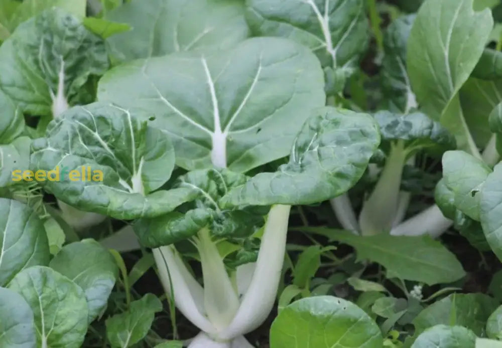 Non GMO dwarf pak choi seeds