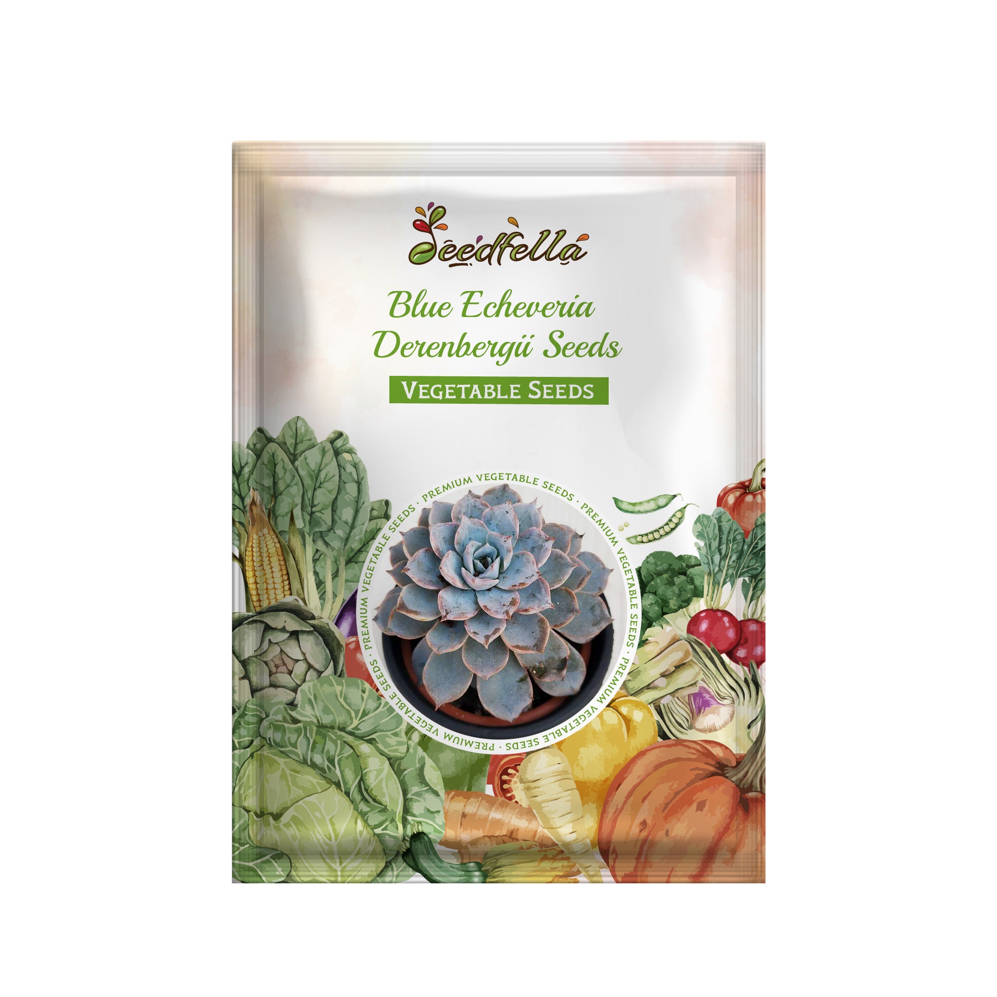 Non-GMO Blue Echeveria Derenbergii seeds for easy succulent planting