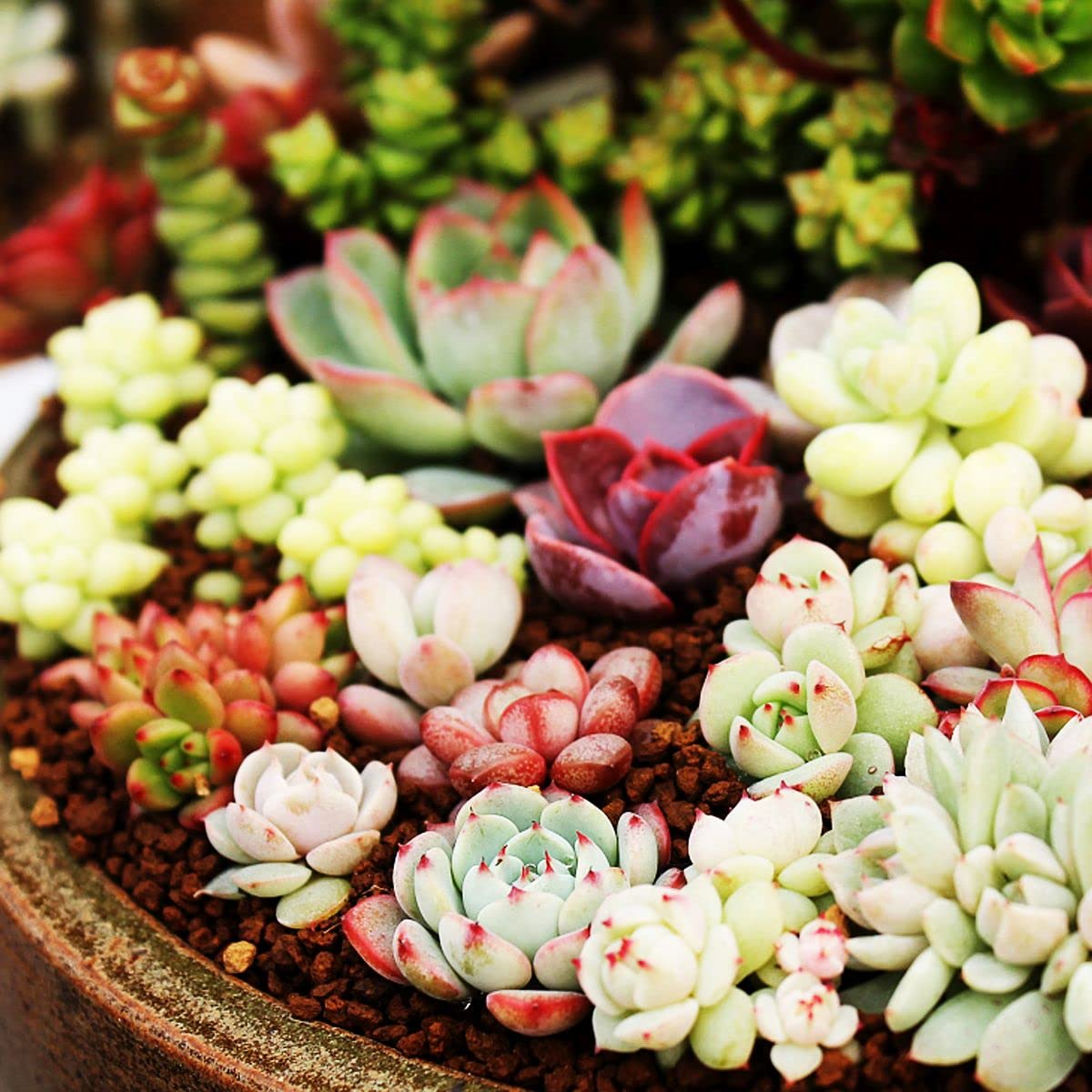 Non-GMO Echeveria Purpusorum Seeds for Home and Garden