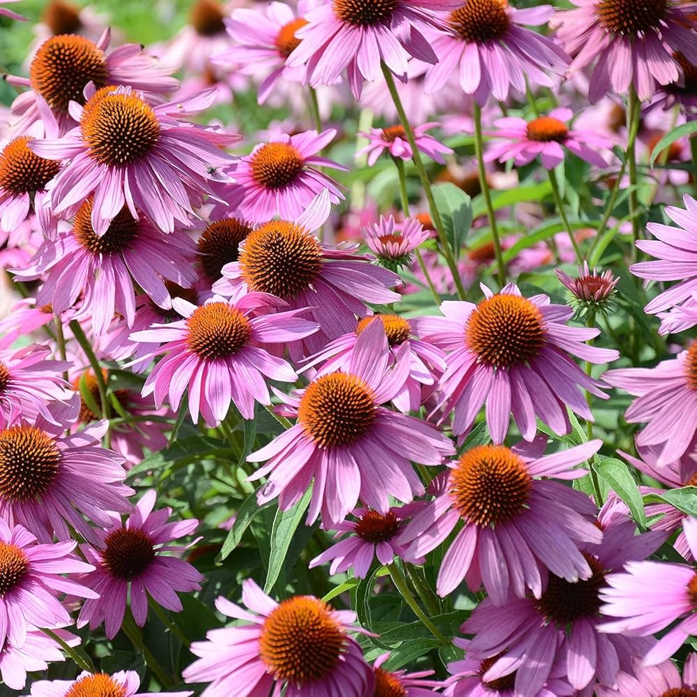 Non Gmo Echinacea Flower Seeds