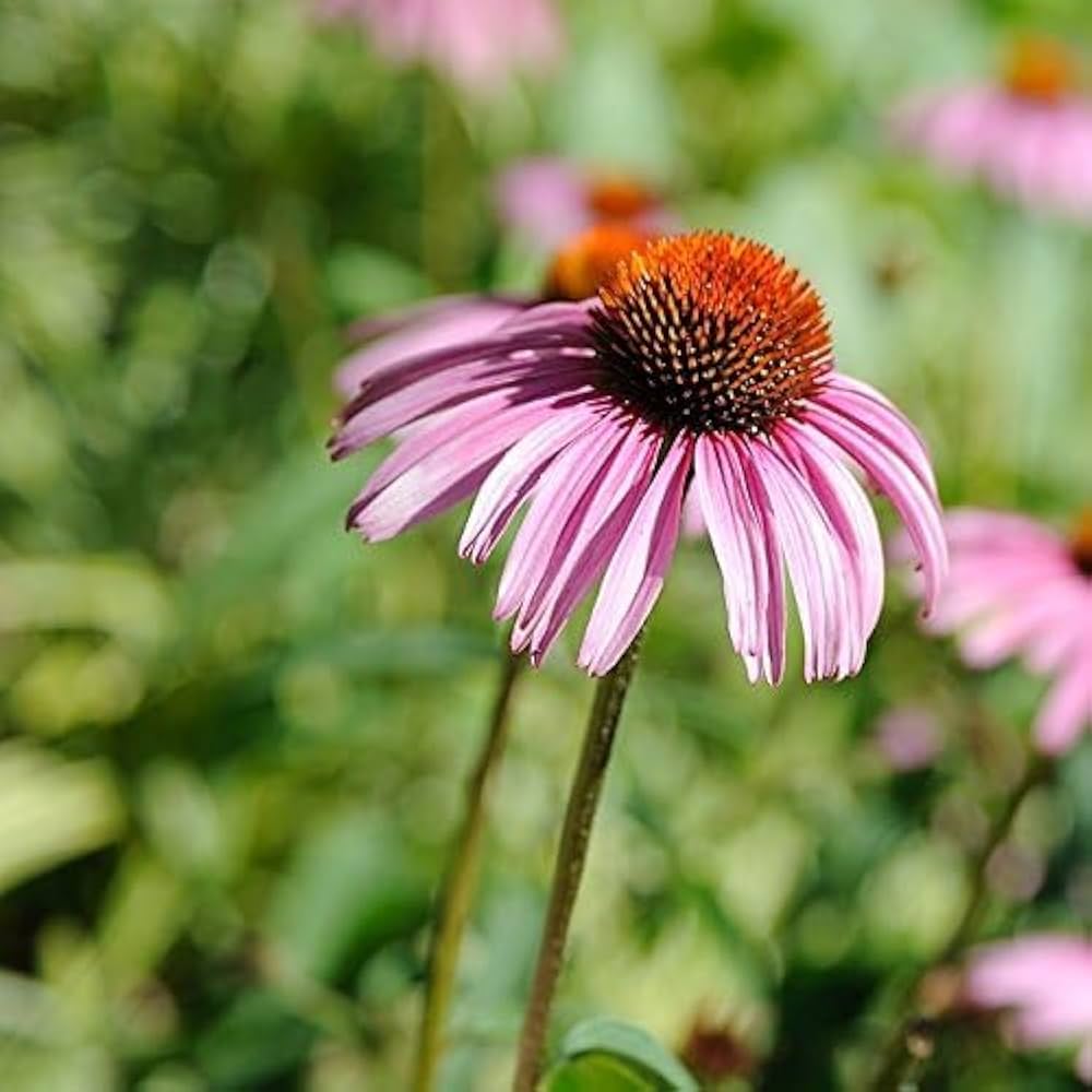 Non-GMO Echinacea White and Purple Flower Seeds