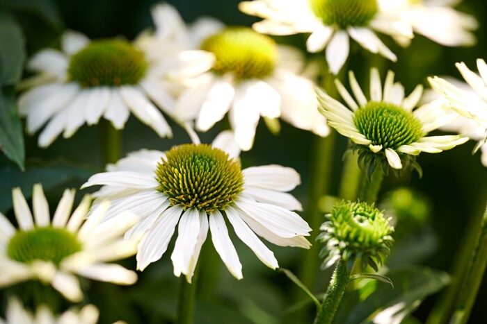Non-GMO Echinacea White Flower Seeds