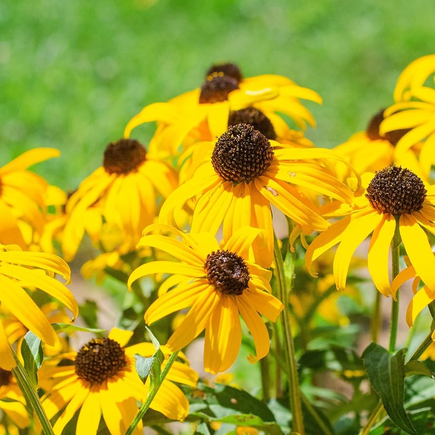 Non-GMO Echinacea Yellow Flower Seeds
