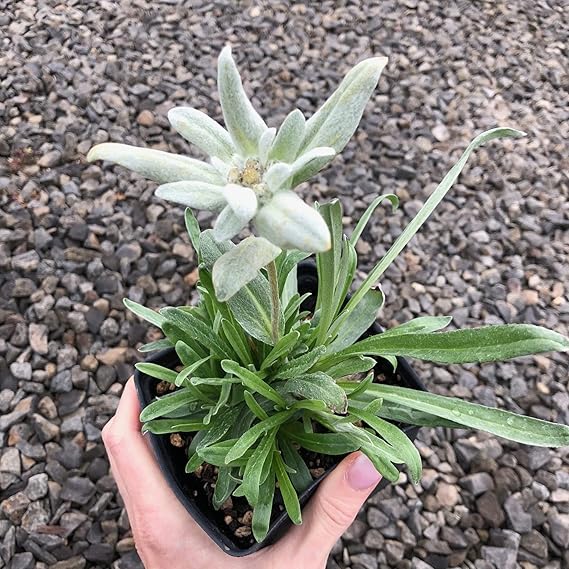 Non-GMO Edelweiss Flower Seeds