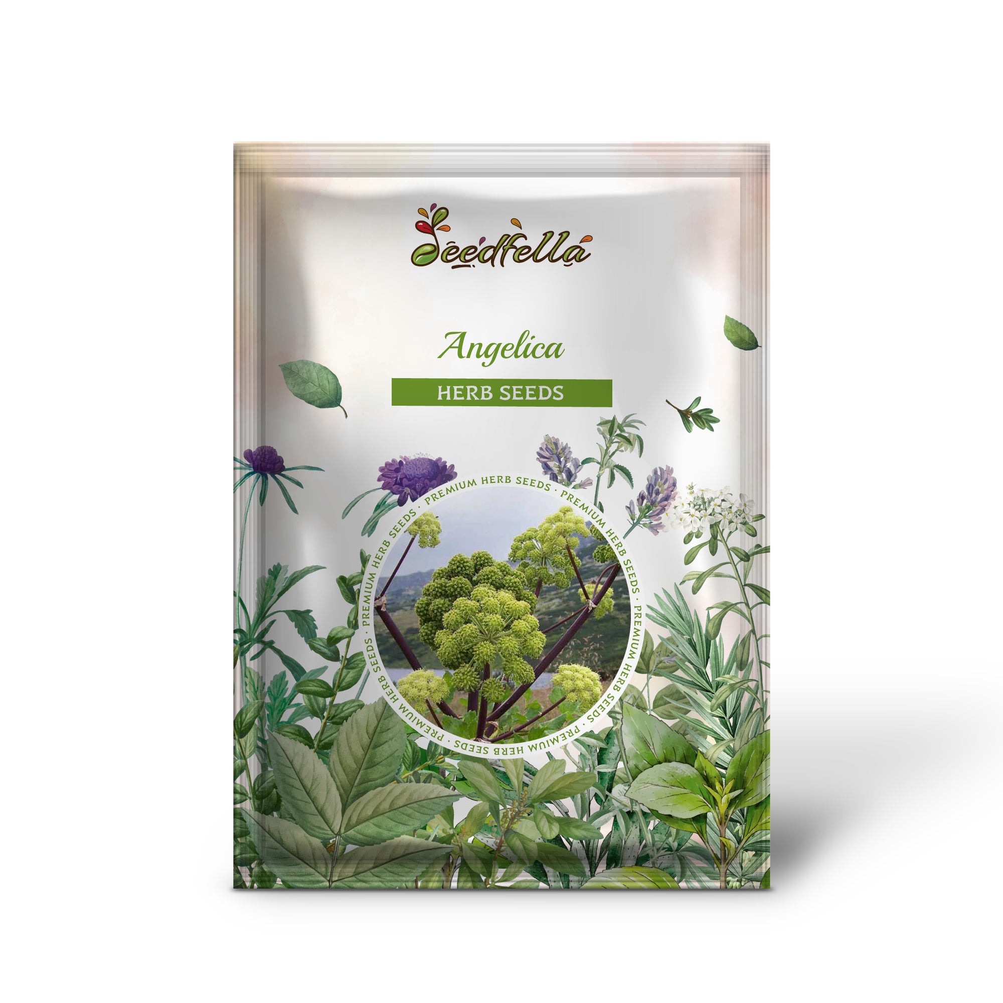 Non GMO Angelica seedlings emerging from soil