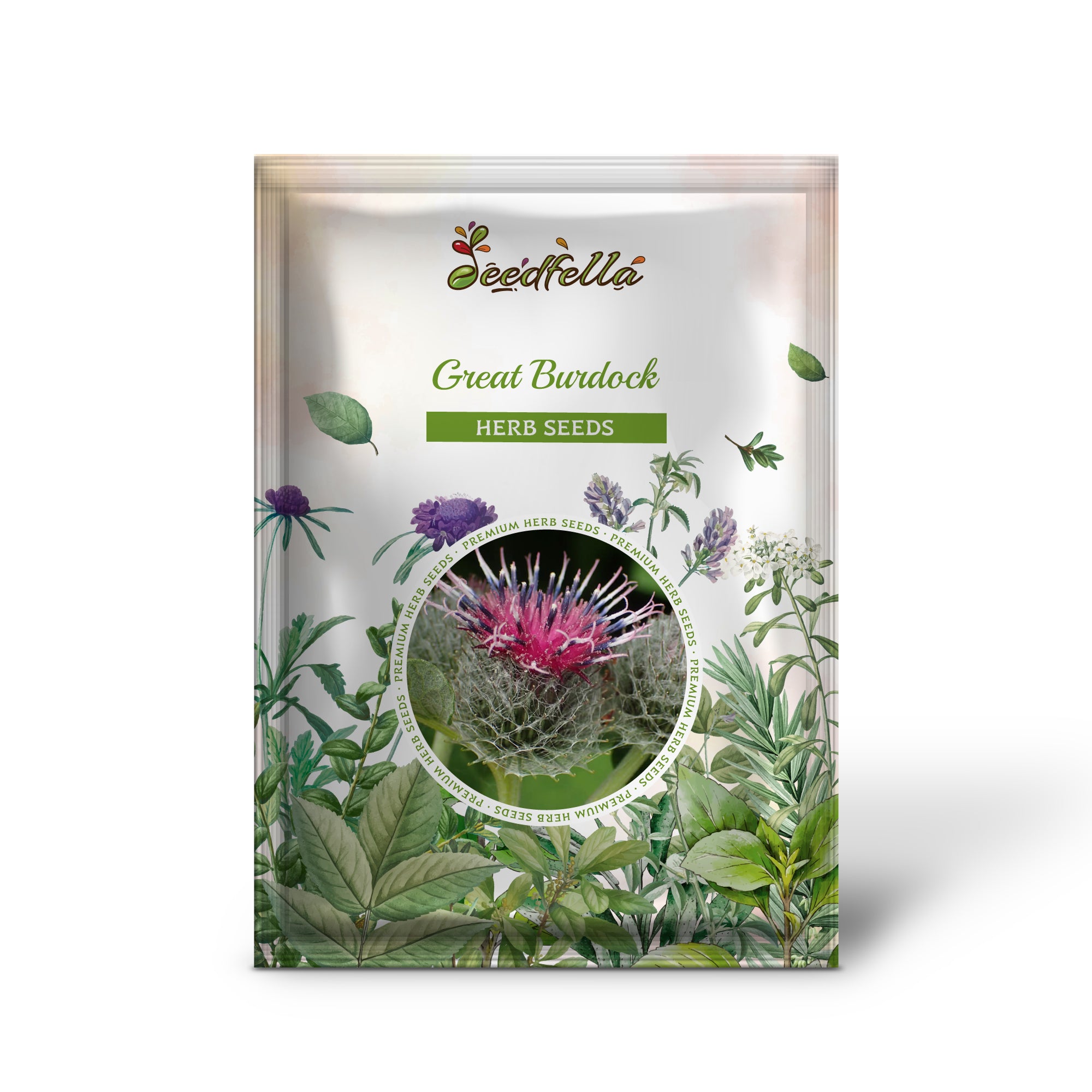 Non GMO Great Burdock seedlings emerging from soil