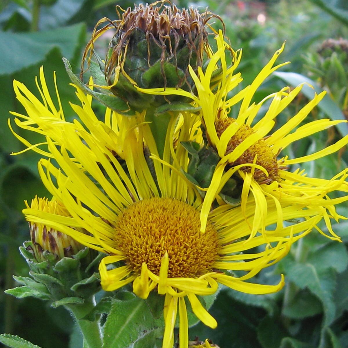 Non-GMO Elecampane flower seeds for wildlife gardens