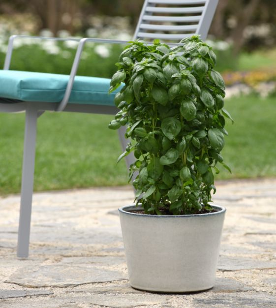 Non-GMO Everleaf Emerald Towers Basil seeds for ornamental gardens