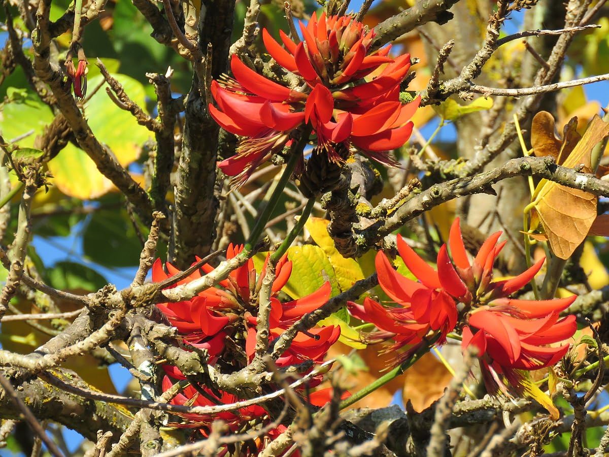 Non-GMO Erythrina Berteroana Seeds