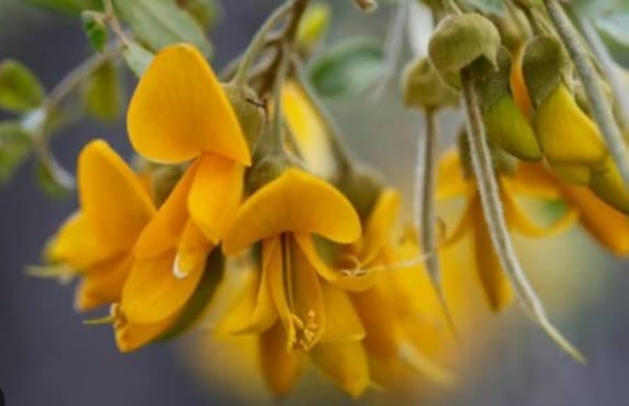 Non Gmo Erythrina Crista Galli Seeds