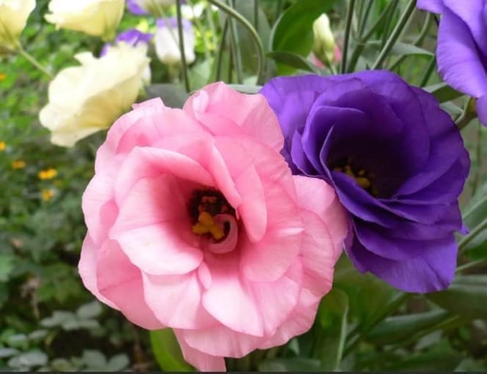 Non-GMO Eustoma Volite Seeds