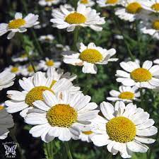 Non-GMO Feverfew flower seeds for ornamental herb gardens