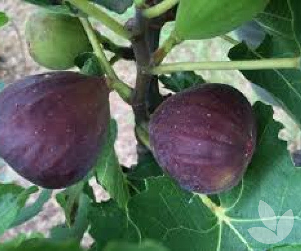 Non-GMO fig seeds producing edible pink-fleshed fruit