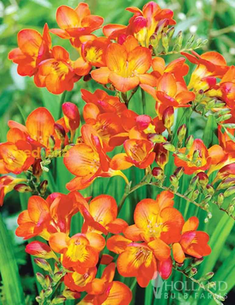 Non GMO Freesias flower seeds for planting
