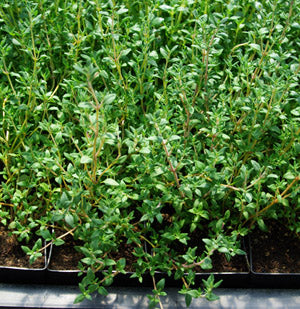 Non-GMO French Thyme seeds for dry landscape gardens