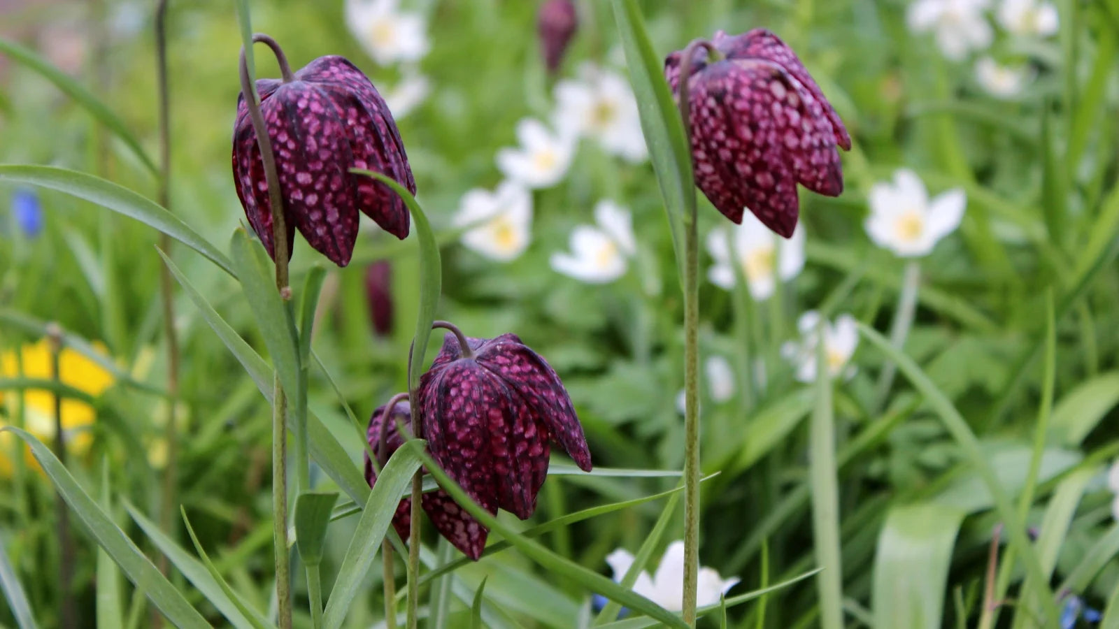 Non Gmo Fritillaria Seeds