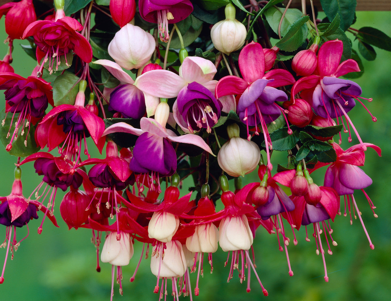 Non-GMO Multi-Colour Fuchsia Flower Seeds for Gardening