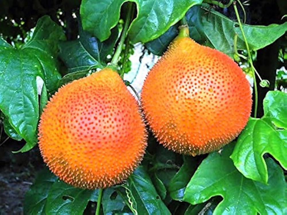 Non-GMO Gac Fruit seeds exotic red spiny fruit plant