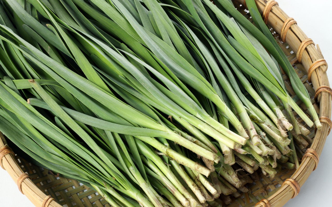 Non GMO Garlic Chive vegetable seeds