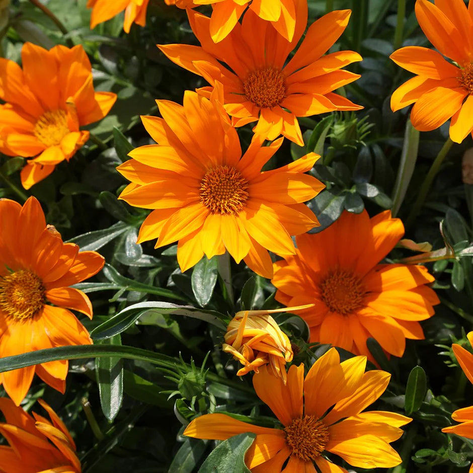 Non-GMO Bright Orange Gazania Seeds for Home Gardening
