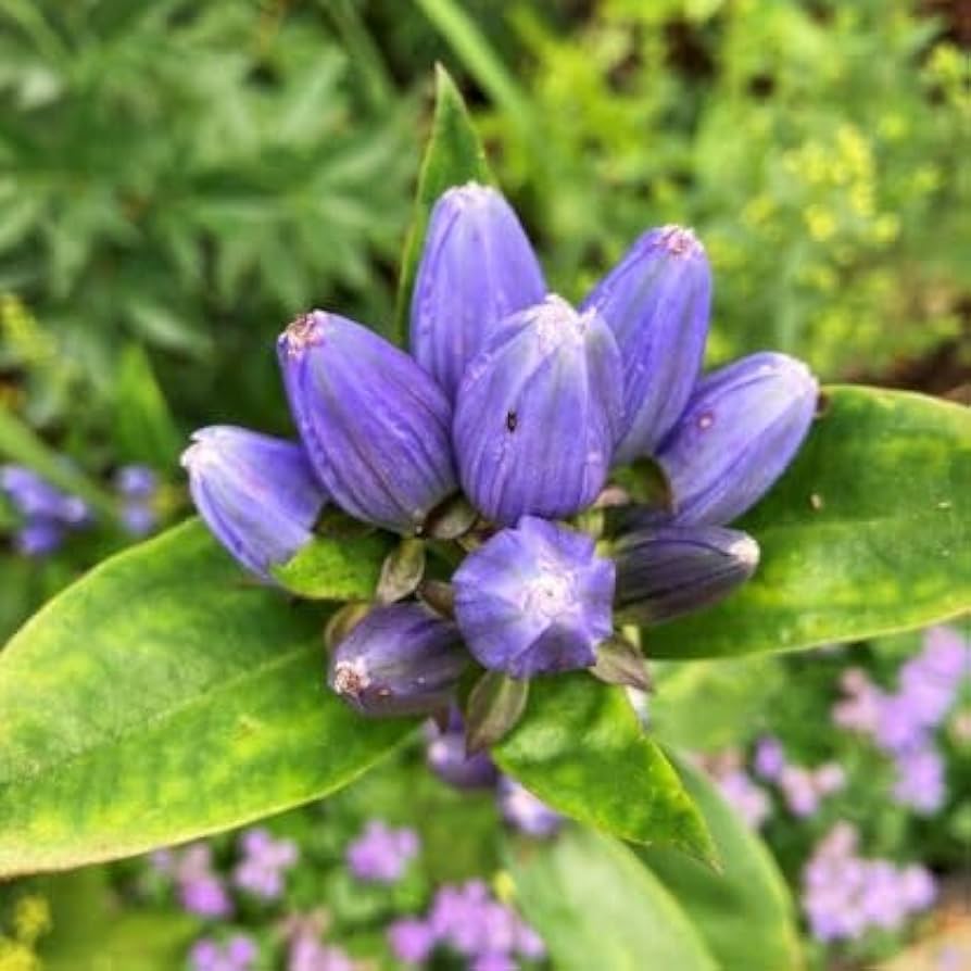 Non-GMO Violet Gentian Seeds for Gardening