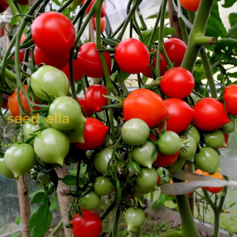 Non GMO Geranium Kiss tomato seeds