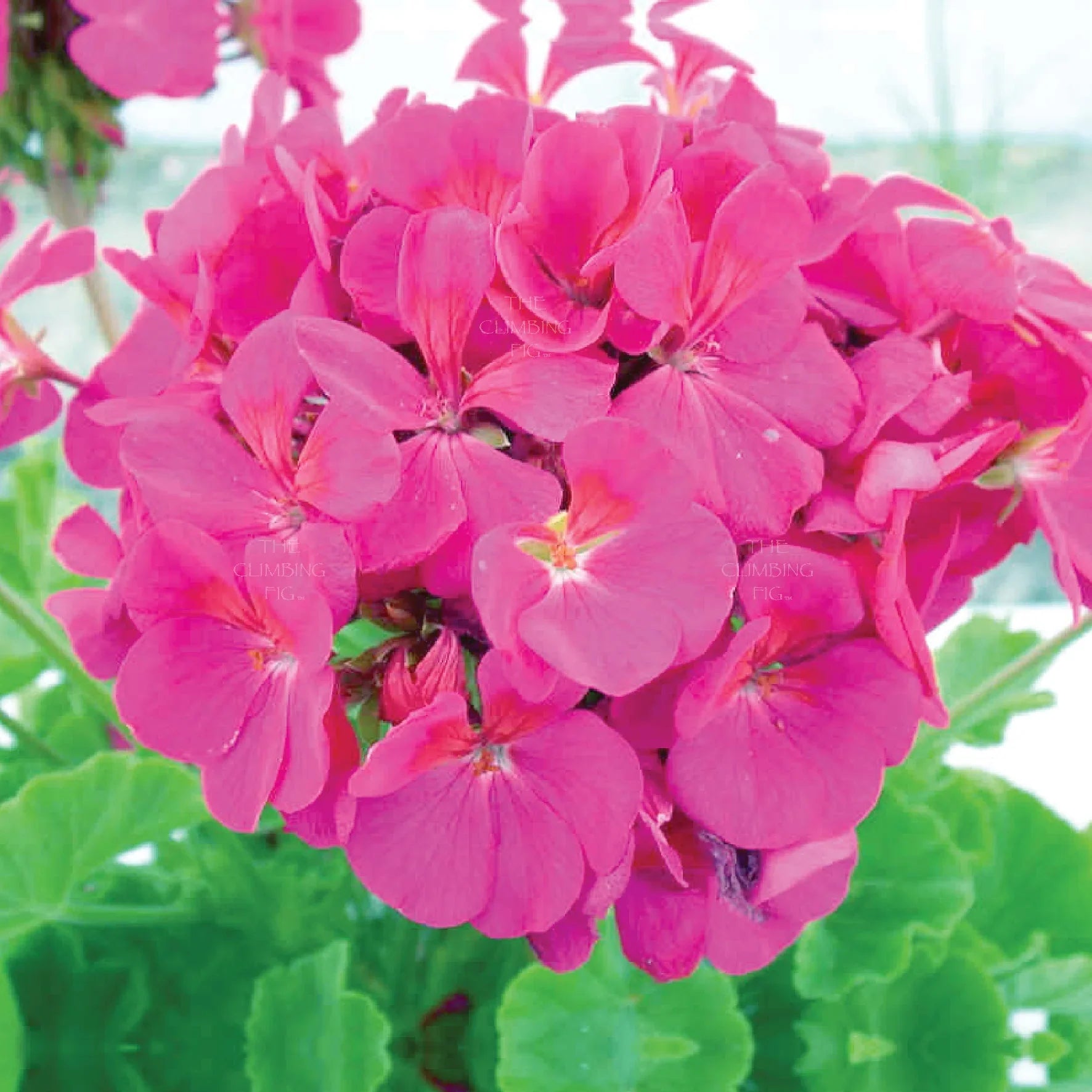 Non-GMO Geranium Flower Seeds