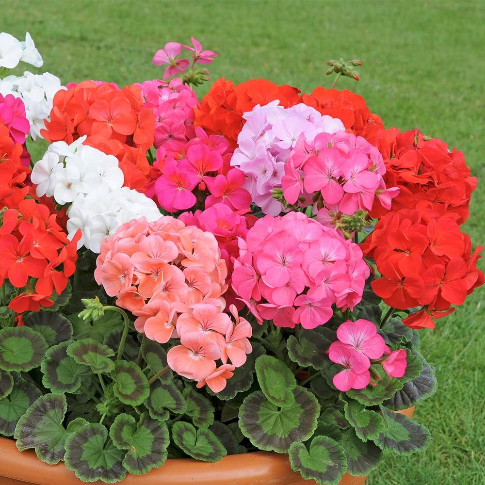 Non-GMO Geranium White Mix Flower Seeds