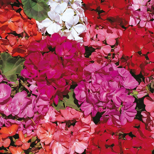 Non-GMO Multi-Color Geranium Seeds for Home Gardening