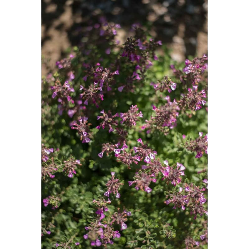 Non-GMO Germander flower seeds for dry gardens