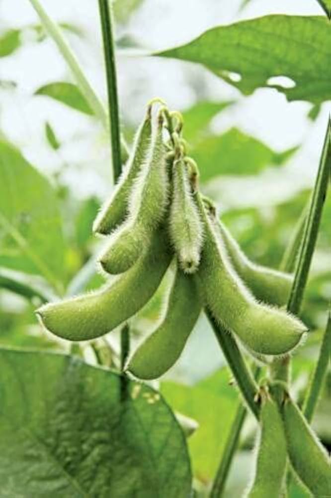 Non-GMO giant soybean seeds for home gardens