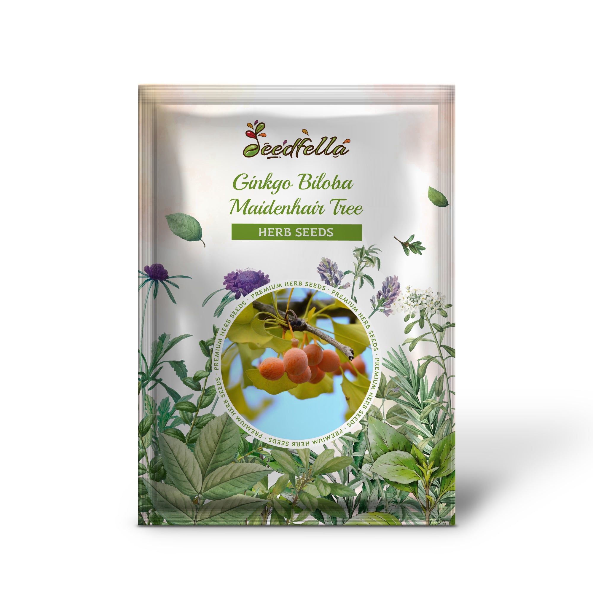 Non GMO Ginkgo Biloba tree seedlings emerging from soil