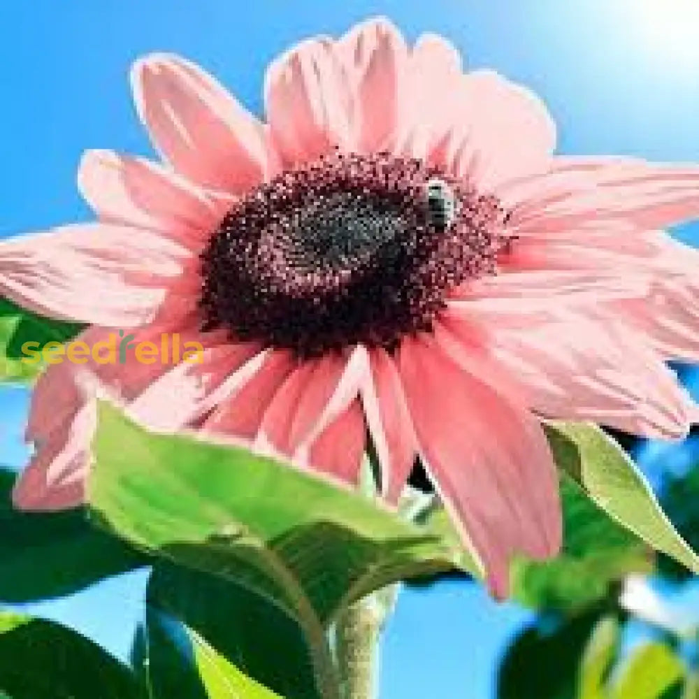 Non GMO girasol flower seeds for vibrant garden flowers