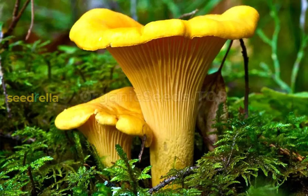 High germination Girolle mushroom planting seeds